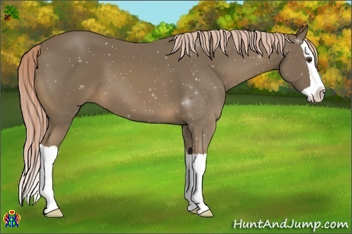 Horse Color:Unknown 