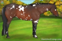 Horse Color:White Spotted Bay Roan 