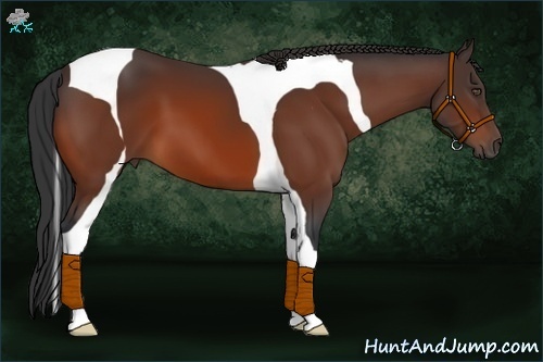 Horse Color:Bay Tobiano 