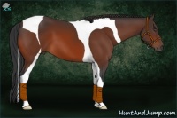 Horse Color:Bay Tobiano 