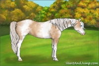 Horse Color:White Spotted Silver Amber Champagne Splash