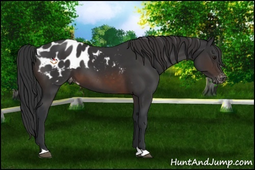 Horse Color:Brown Appaloosa 
