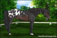 Horse Color:Brown Appaloosa