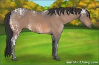 Horse Color:Buckskin Ice Sabino