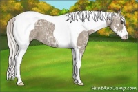 Horse Color:Silver Grullo Ice Splash Tobiano Frame