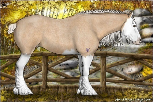 Horse Color:Silver Buckskin Roan Splash