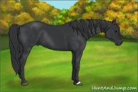 Horse Color:Black Rabicano 