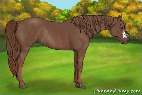 Horse Color:Chestnut Rabicano 