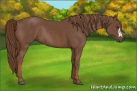Horse Color:Chestnut Rabicano