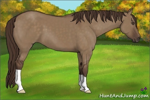 Horse Color:Liver Red Dun 
