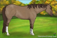 Horse Color:Liver Red Dun 