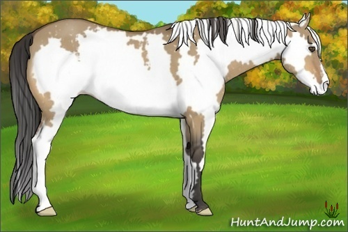 Horse Color:White Spotted Buckskin Dun Frame 