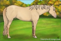 Horse Color:Gold Champagne Dun Rabicano 