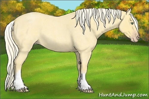 Horse Color:White Spotted Gold Cream Champagne Roan