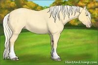 Horse Color:White Spotted Gold Cream Champagne Roan 