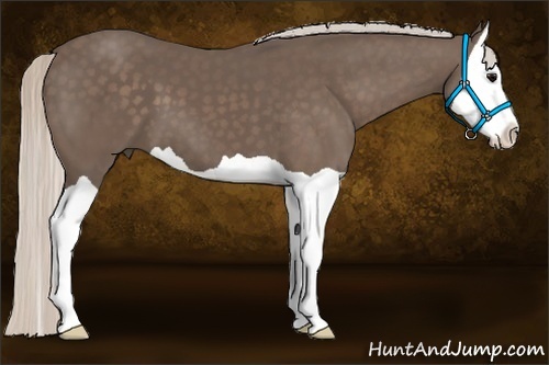 Horse Color:Silver Black Splash