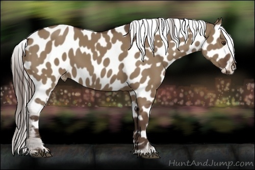Horse Color:Liver Red Dun Near Leopard