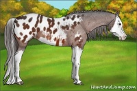Horse Color:Bay Splash Appaloosa