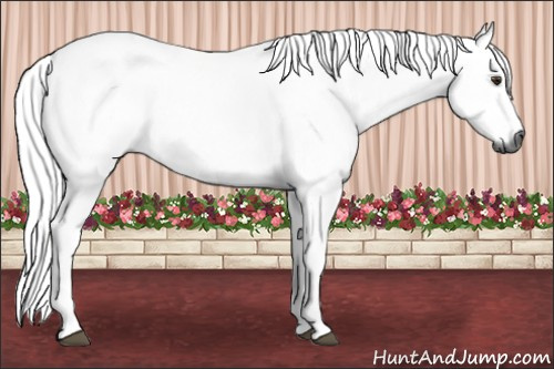 Horse Color:Gray Chestnut Rabicano
