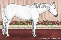 Horse Color:Gray Chestnut Rabicano