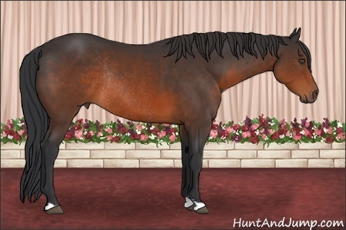 Horse Color:Brown Rabicano 