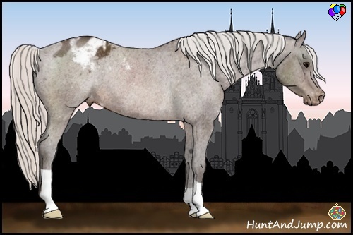Horse Color:Silver Brown Appaloosa Rabicano 