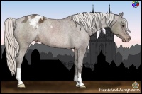 Horse Color:Silver Brown Appaloosa Rabicano 