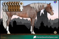 Horse Color:Silver Brown Varnish Rabicano