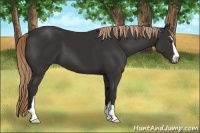 Horse Color:Liver Chestnut Sabino 