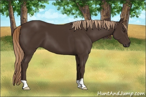 Horse Color:Liver Chestnut 