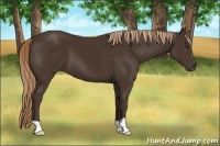 Horse Color:Liver Chestnut 