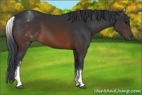 Horse Color:White Spotted Brown 