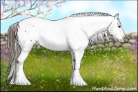 Horse Color:Brown Appaloosa 