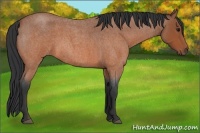 Horse Color:Bay Roan 
