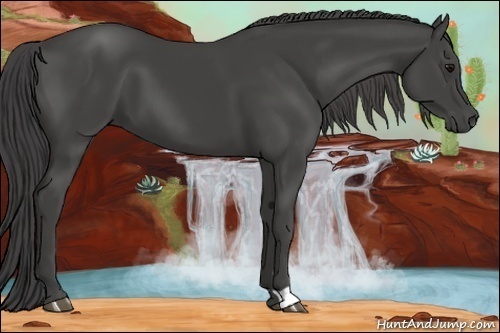 Horse Color:Smoky Black 
