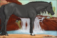 Horse Color:Smoky Black