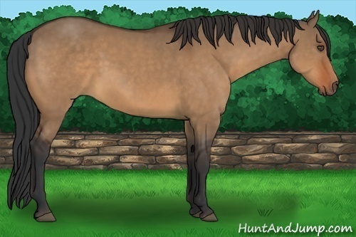 Horse Color:Bay Dun Frame 