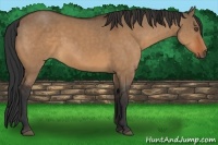 Horse Color:Bay Dun Frame 
