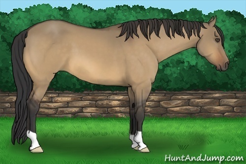 Horse Color:Buckskin Dun