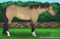 Horse Color:Buckskin Dun 