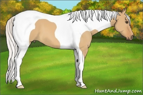 Horse Color:Silver Bay Dun Tobiano