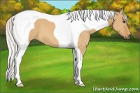 Horse Color:Silver Bay Dun Tobiano