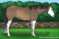 Horse Color:Brown Dun Splash 