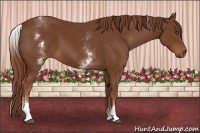 Horse Color:White Spotted Chestnut 