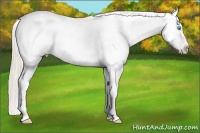 Horse Color:Smoky Creme Near Leopard 