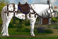 Horse Color:Liver Red Dun Appaloosa 