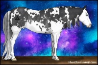 Horse Color:White Spotted Black Splash Rabicano 