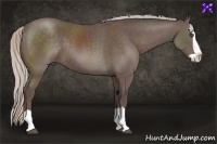 Horse Color:Silver Black Splash