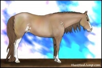 Horse Color:Black Pearl Sabino 
