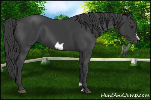 Horse Color:Smoky Black Frame